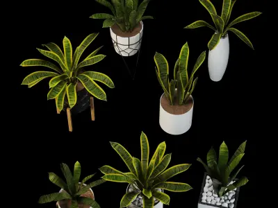 sansevieria potted plant 3D model