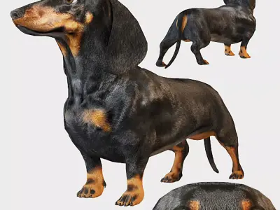 Dachshund 3D model