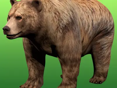 Grizzly Bear Rig 3D model