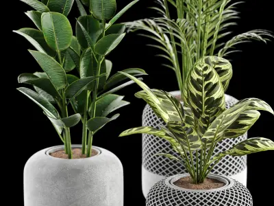 Indoor plant collection 03 3D model