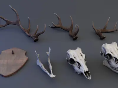 Deer Skull Low-poly 3D model
