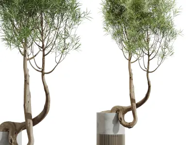 AV HousePlants Japandi Minimalism Ficus Dracaena Marginata16 3D model