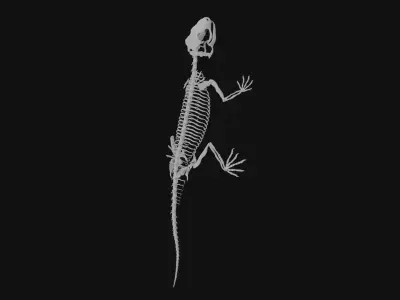 Lizard skeleton 3D model