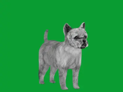Cairn Terrier Dog Low-poly 3D model