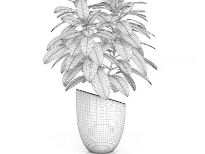 Plant in Black Pot 3D model