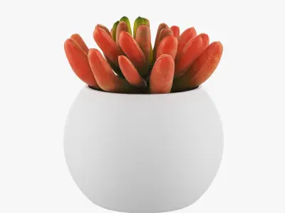 Flower in pot 3D model