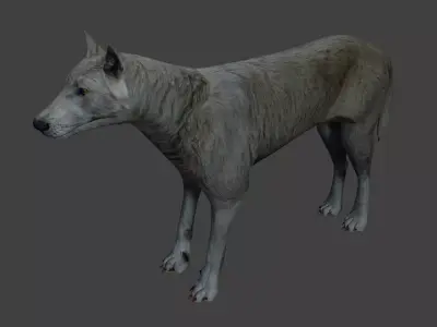 Gray wolf Low-poly 3D model purchase