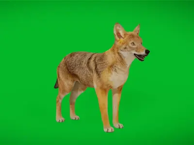 European Female Jackal Low-poly 3D model