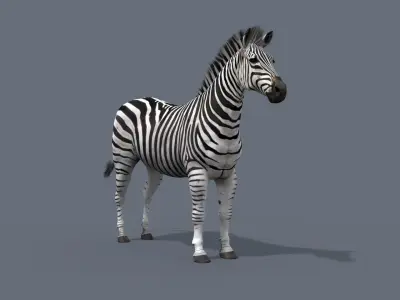 Pro Zebra - 4K 3D model