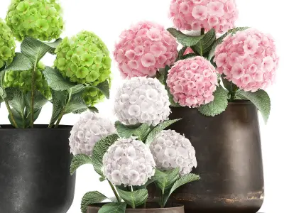 Hydrangea in a rusty Flowerpot for the interior 987 3D model