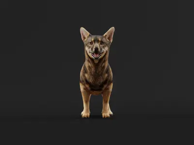 Swedish Vallhund Dog Low-poly 3D model