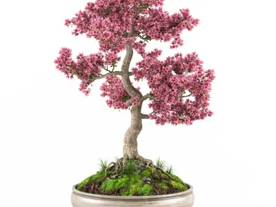 Sakura Bonsai tree 3D model