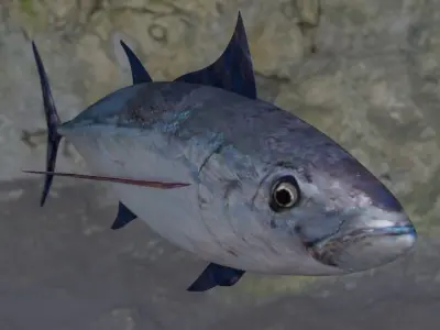 Longtail tuna Low-poly 3D model