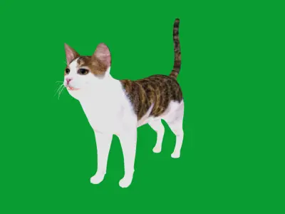 Domestic Shorthair Cat Low-poly 3D model