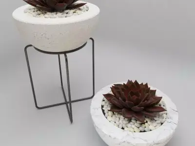 Succulent in bowl with stones 3D model