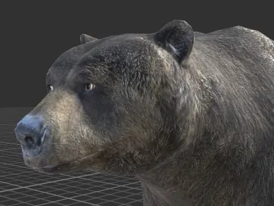 Bear Female 1 Low-poly 3D model