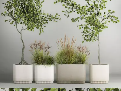 Decorative Trees In Concrete Pots For Landscaping 3D model