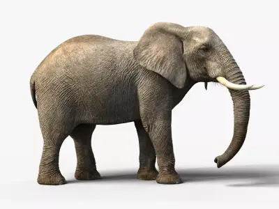 African Elephant Animated 3D model