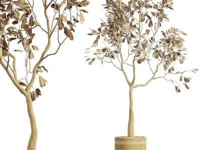 AV HousePlants Japandi Minimalism Ficus Dracaena Marginata28 3D model