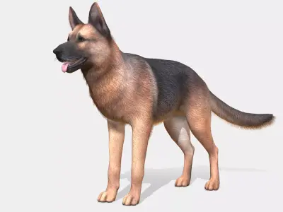 Dog - Shepherd Low-poly 3D model