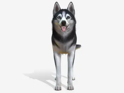 Dog - Husky Low-poly 3D model