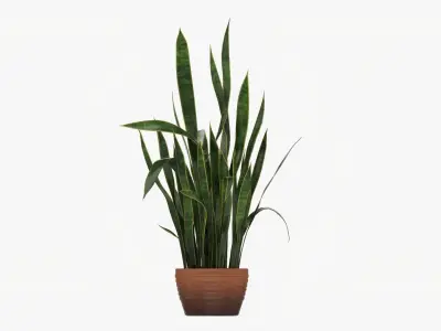 Snake plant Dracaena trifasciata 03 3D model