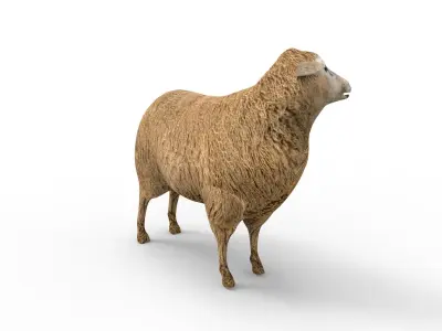 Low poly 3D Sheep Rigged Low-poly 3D model
