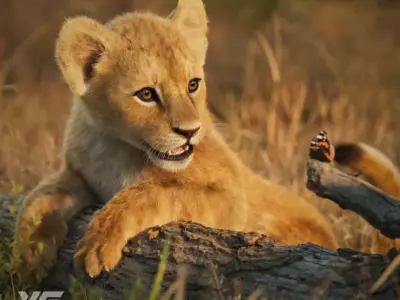 Lion Cub Animated VFX Grace 3D model