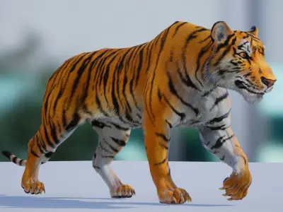 Realistic Tiger Low-poly 3D model