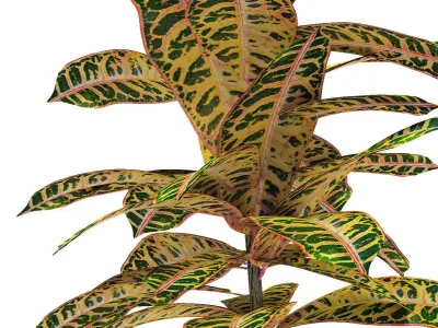 Plant in Pot Flowerpot Exotic Plant 3D model 9