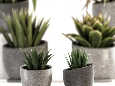 Collection of plants-001 3D model