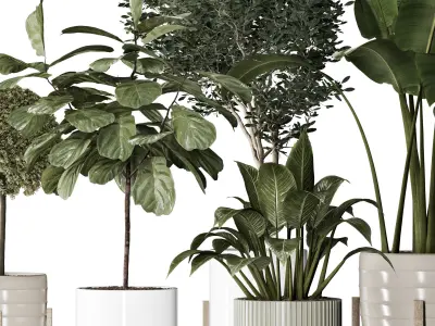 Plant Collection 06 3D model