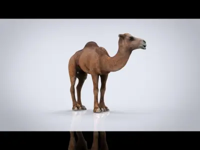CAMEL Low-poly 3D model