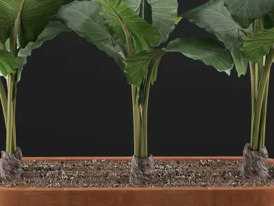 Plants Collection 70 3D model