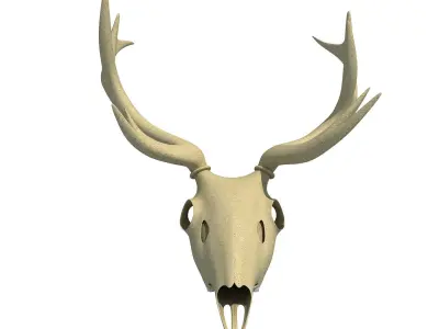 Deer Skull 3D model