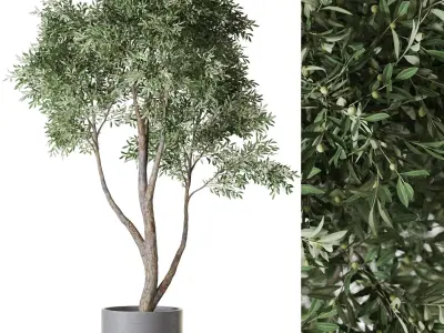 Plants collection vol 56