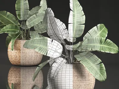 Strelitzia in a basket for the interior 635 3D model