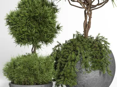 Outdoor Plants tree 04 3D model