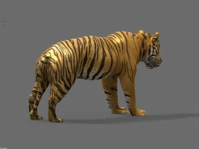 tiger 3D model buy