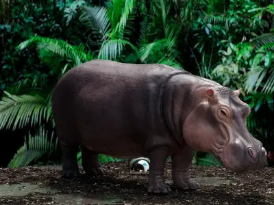 Animation Ready hippopotamus 3D model with arnold shading  3D model