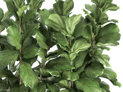 Ficus lyrata trees in a pot for the interior 863 3D model
