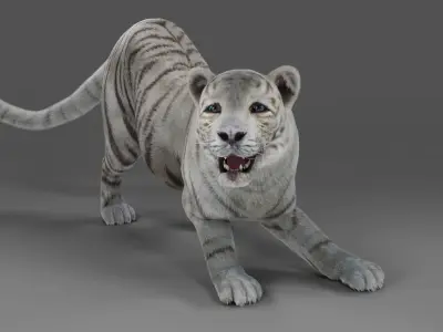 Fur White Tiger Panther Rigged in Blender  Low-poly 3D model