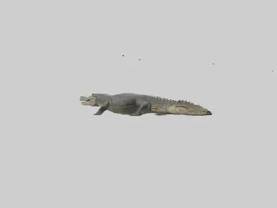 Caiman Crocodile lurking model Low-poly 3D model