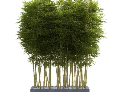 Bamboo Phyllostachys Aurea in a flowerpot 3D model