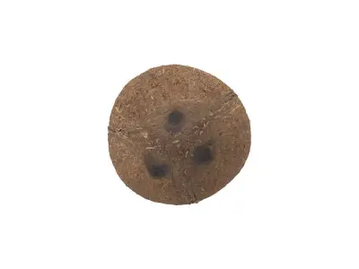 Photorealistic Coconut 3D Scan 3D model