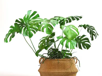 Monstera plant in wicker basket 3D model