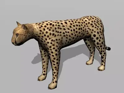 cheetah Low-poly 3D model