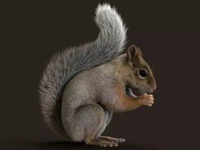 Brown Squirrel Xgen Rigged 3D model