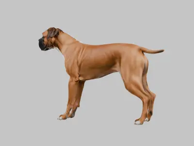 A detailed Boxer dog Low-poly 3D model