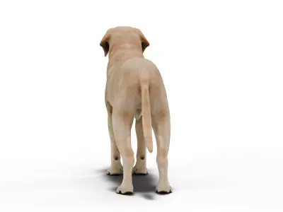 Labrador Retriever Low-poly 3D model